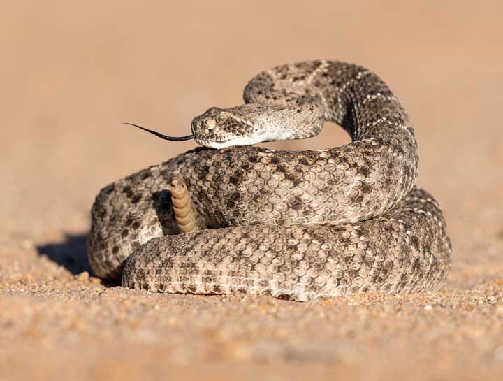 Rattlesnake Pet Safety